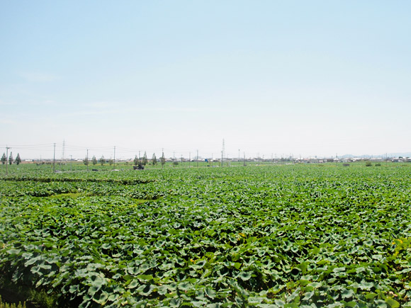 徳島産蓮根水煮ちらし100g 